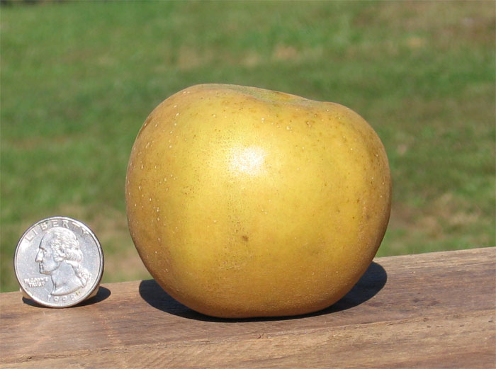 https://www.centuryfarmorchards.com/images/am-golden-russet.jpg