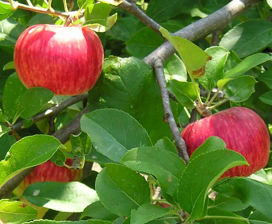 Benoni — Out on a Limb Apples