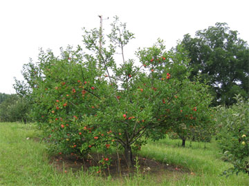 a tree with beautiful apples