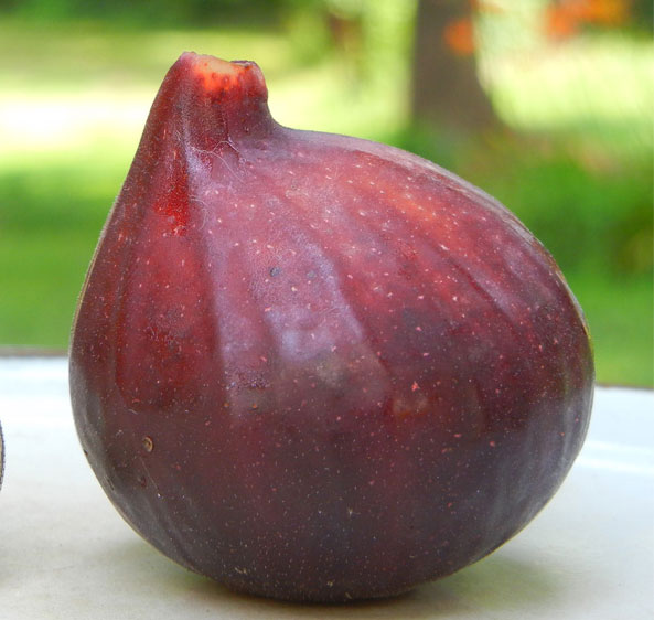 black violette fig