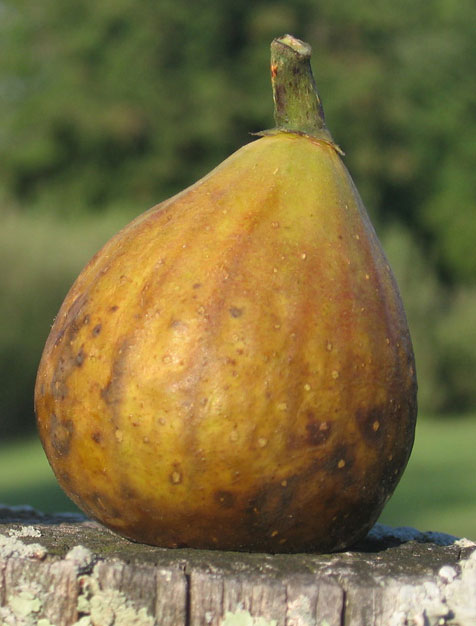 brown turkey fig