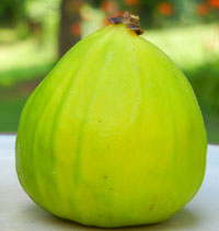 green fig