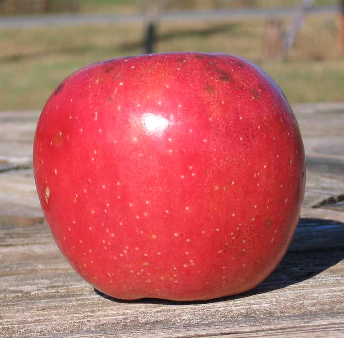 Red Apple Envy – Jordbær Klausen