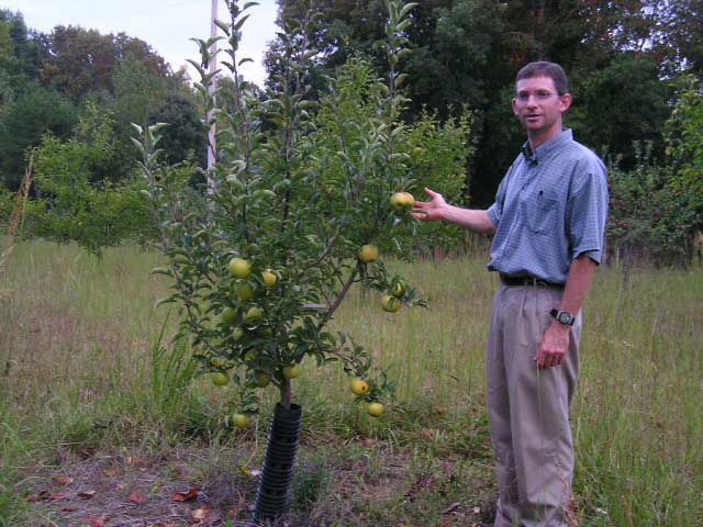 Dwarf Gala Apple Tree - One of the earliest to ripen! (2 years old and –  Online Orchards