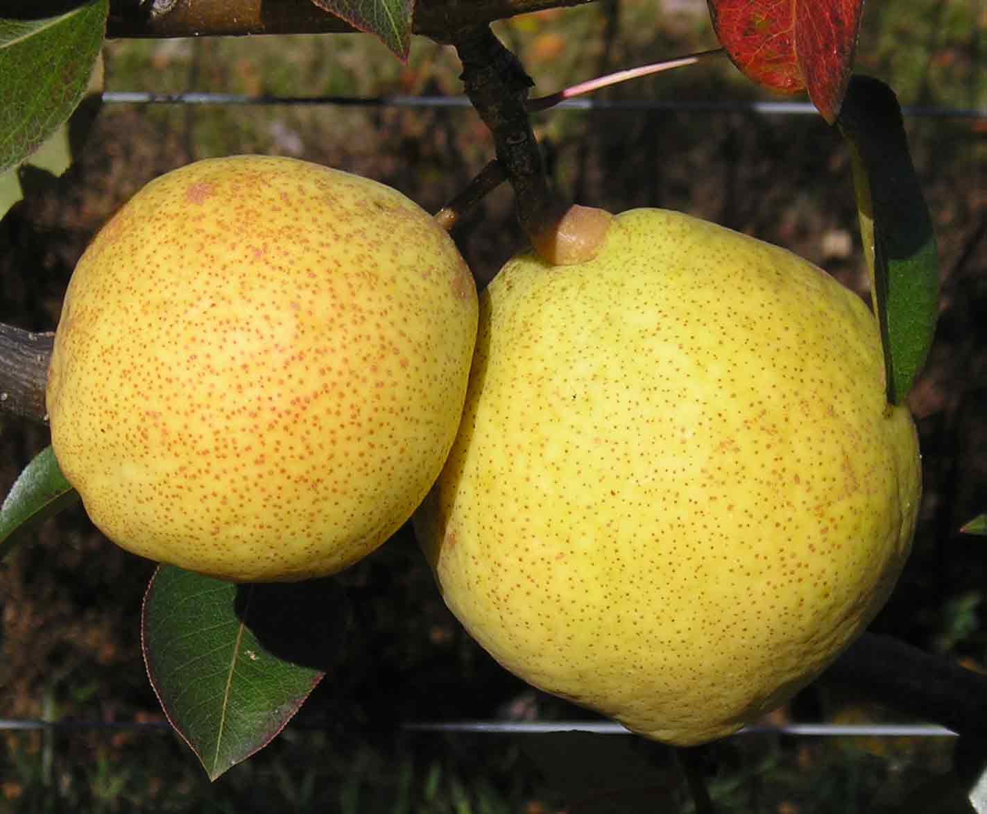 dwarf bartlett pear self pollinating