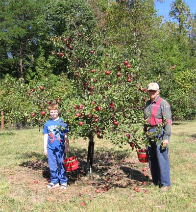 Imperial Gala Apple Tree - For Sale from Mehrabyan Nursery