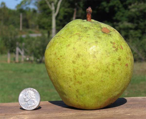 Case – Organic Bartlett Pears – 38 lbs – Farm Fresh Carolinas