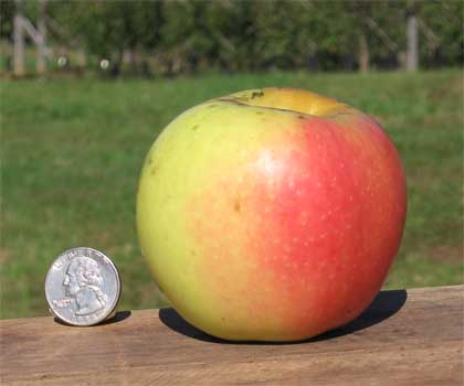 February 20, 1995: Golden Delicious Apple Named Official State Fruit - West  Virginia Public Broadcasting : West Virginia Public Broadcasting