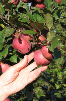 Yates Apple Tree | The Yates Red Apple Tree is a deliciously sweet and  juicy fruit tree grown in USDA zones 5-8. It reaches a mature height of  12-15