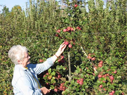 Yates Apple Tree | The Yates Red Apple Tree is a deliciously sweet and  juicy fruit tree grown in USDA zones 5-8. It reaches a mature height of  12-15