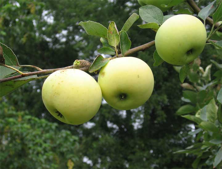 yellow apple tree